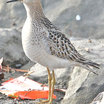 Buff-breasted Sandpiper
